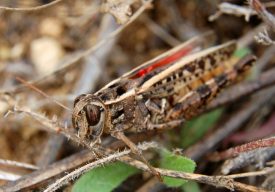 Cav 4.jpg_20061012173146_Cav 4